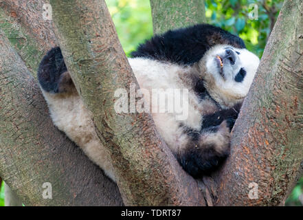 A lazy giant panda lying down. Stock Photo