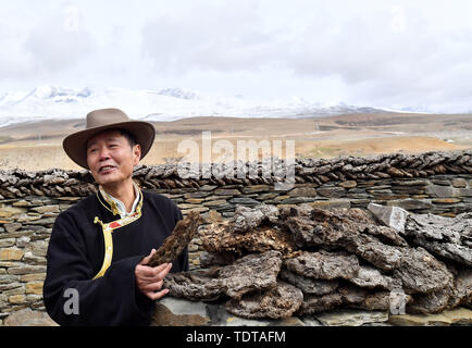 (190619) -- LHASA, June 19, 2019 (Xinhua) -- Wu Yuchu collects yak dung for research on a grassland in the north of southwest China's Tibet Autonomous Region, May 23, 2019.     Over 40 years ago, Wu Yuchu was trapped in a blizzard in southwest China's Tibet Autonomous Region.      It was 1977, two years after Wu had started working in Tibet. He and more than 50 other people had to hide in a mud-brick house. Temperatures outside dropped to minus 30 degrees Celsius, and food was running out. Hope seemed to be fading away.      When the rescue team finally found them with yaks carrying life-savin Stock Photo