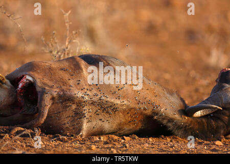 African buffalo (Syncerus caffer), carcass with lots of flies, kill of a lion, South Africa, Mpumalanga, Kruger National Park Stock Photo