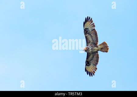 Steppe buzzard (Buteo buteo vulpinus), flying in the sky, view from below, Greece, Lake Kerkini Stock Photo