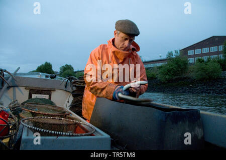 fisherman emptying eel traps on the boat, Germany, Hamburg-Finkenwerder Stock Photo