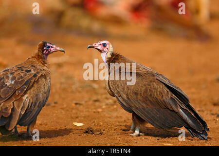 hooded vulture (Necrosyrtes monachus), two vultures standing on the ground, South Africa, Mpumalanga, Kruger National Park Stock Photo