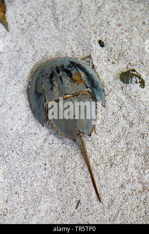 Atlantic horseshoe crabs (Limulus polyphemus), lying in shallow water, view from above, USA, Florida Stock Photo
