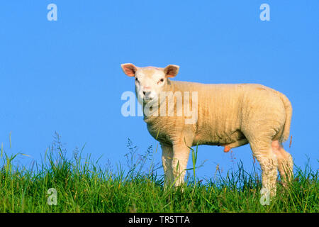 Texel sheep (Ovis ammon f. aries), ram lamb standing on the dyke, Netherlands, Makkum Stock Photo