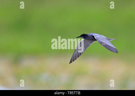 black tern (Chlidonias niger), flying, Netherlands, Groningen Stock Photo