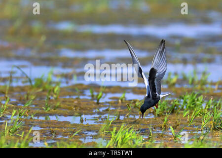 white-winged black tern (Chlidonias leucopterus), foraging in flight, side view, Netherlands, Groningen Stock Photo