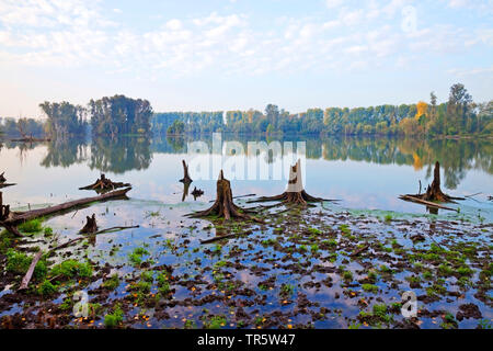 tree stumps in wetlands Bislicher Insel, Germany, North Rhine-Westphalia, Lower Rhine, Xanten Stock Photo