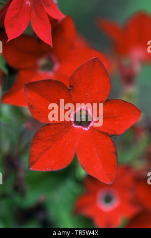 Flowering Tobacco (Nicotiana x sanderae, Nicotiana sanderae), flower Stock Photo