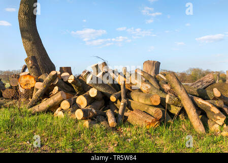 common ash, European ash (Fraxinus excelsior), just cut hedge, Germany, Schleswig-Holstein Stock Photo