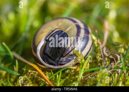 Carrion beetle (Phosphuga atrata, Silpha atrata), inspecting the snail shell of the garden banded snail, Germany, Bavaria, Niederbayern, Lower Bavaria Stock Photo