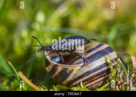 Carrion beetle (Phosphuga atrata, Silpha atrata), inspecting the snail shell of the garden banded snail, Germany, Bavaria, Niederbayern, Lower Bavaria Stock Photo