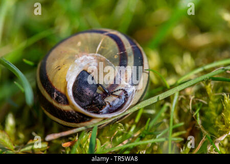 Carrion beetle (Phosphuga atrata, Silpha atrata), hiding in the snail shell of the garden banded snail, Germany, Bavaria, Niederbayern, Lower Bavaria Stock Photo