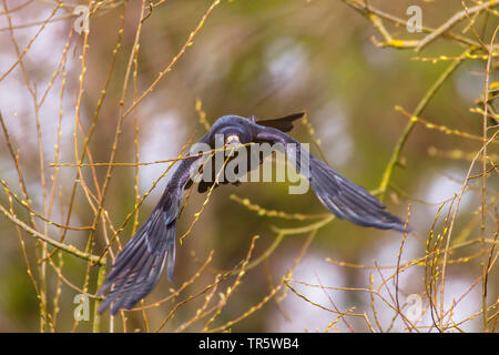 rook (Corvus frugilegus), starting with a twig in the bill from a tree for nesting, Germany, Bavaria, Niederbayern, Lower Bavaria Stock Photo