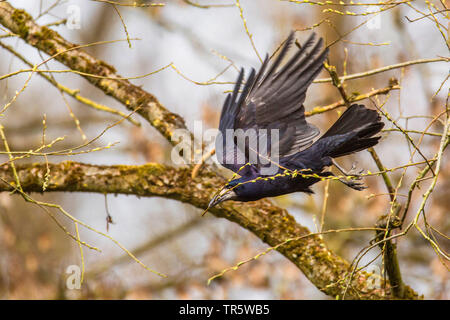 rook (Corvus frugilegus), starting with a twig in the bill from a tree for nesting, Germany, Bavaria, Niederbayern, Lower Bavaria Stock Photo