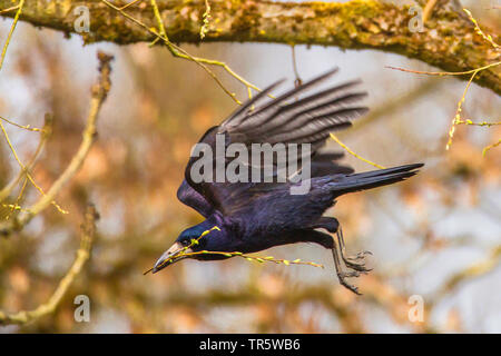 rook (Corvus frugilegus), starting with a twig in the bill from a tree for nesting, Germany, Bavaria, Niederbayern, Lower Bavaria Stock Photo