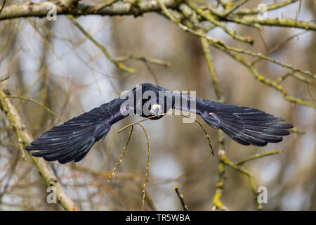 rook (Corvus frugilegus), starting with a twig in the bill from a tree for nesting, Germany, Bavaria, Niederbayern, Lower Bavaria Stock Photo