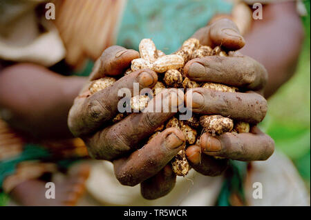 ground-nut, peanut (Arachis hypogaea), woman harvesting peanuts on a plantage, Republic of the Congo, Goma Stock Photo