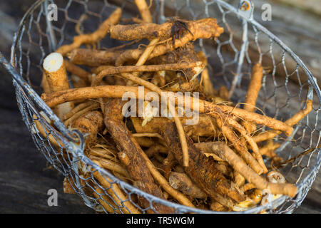 blue sailors, common chicory, wild succory (Cichorium intybus), roots in a basket, Germany Stock Photo