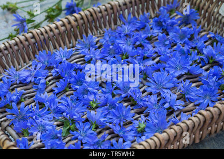 blue sailors, common chicory, wild succory (Cichorium intybus), collected flowers are dried, Germany Stock Photo