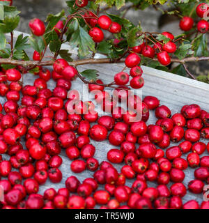 hawthorn, white thorn, hawthorns (Crataegus spec.), collected hawthorn berries, Germany Stock Photo