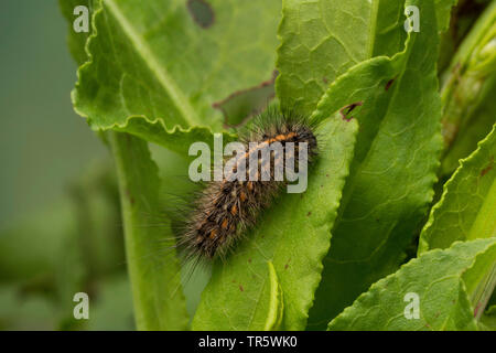 ruby tiger (Phragmatobia fuliginosa), caterpillar eating at knotweed, Germany Stock Photo