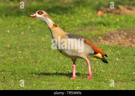 Canada goose (Branta canadensis), male on a meadow, threatening, Germany, North Rhine-Westphalia Stock Photo