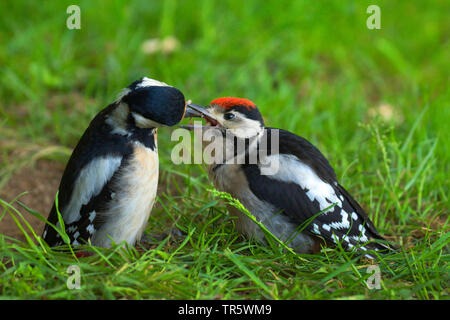 Great spotted woodpecker (Picoides major, Dendrocopos major), adult bird feeding a young woodpecker in a meadow, side view, Germany, North Rhine-Westphalia