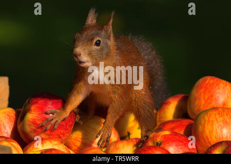 European red squirrel, Eurasian red squirrel (Sciurus vulgaris), standing on red apples, Germany, North Rhine-Westphalia