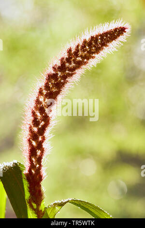 Bristlegrass, Plains Bristle Grass, Plains Bristlegrass, Streambed Bristle Grass, Streambed Bristlegrass, Yellow Bristlegrass, Yellow Foxtail, Italian foxtail (Setaria italica, Panicum italicum), panicle in backlight, Germany, North Rhine-Westphalia Stock Photo