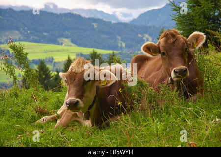 domestic cattle (Bos primigenius f. taurus), two resting cattles on an alpine pasture, front view, Germany, Bavaria, Allgaeu Stock Photo