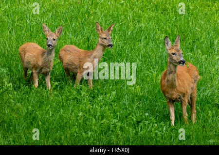 roe deer (Capreolus capreolus), feeding doe with two fawns in a meadow, Switzerland, Toggenburg Stock Photo