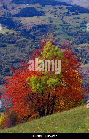 Cherry tree, Sweet cherry (Prunus avium), cherry tree and ash on a slope in the autumn alps, France, Savoie, Bourg saint Maurice Stock Photo