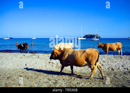 domestic cattle (Bos primigenius f. taurus), cows on the beach, France, Corsica, Barcaggio Stock Photo