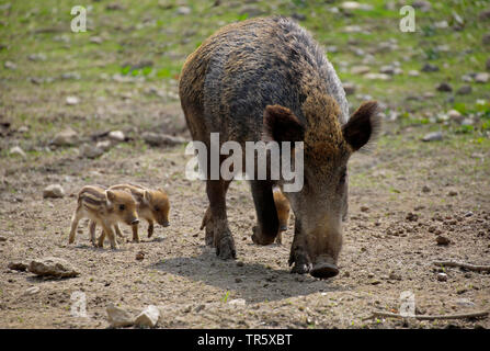 wild boar, pig, wild boar (Sus scrofa), wild sow with three shoats searching food, Germany Stock Photo