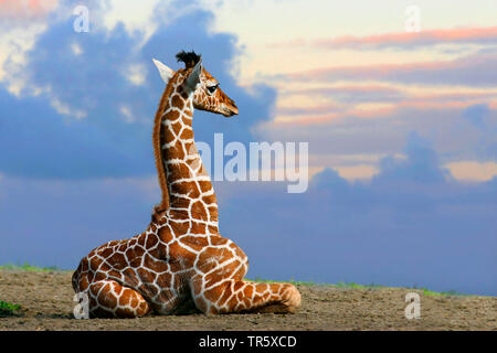 giraffe (Giraffa camelopardalis), baby giraffe sitting on the ground and looking curious, side view, Africa Stock Photo