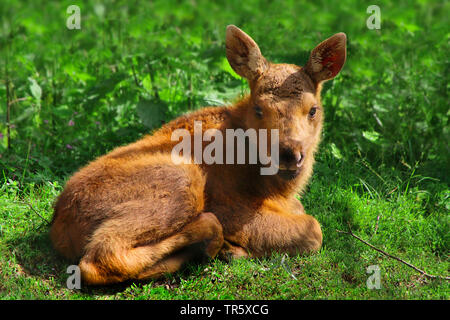 elk, European moose (Alces alces alces), pup lying on a meadow Stock Photo