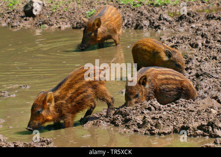 wild boar, pig, wild boar (Sus scrofa), shoats rooting in mud, Germany Stock Photo