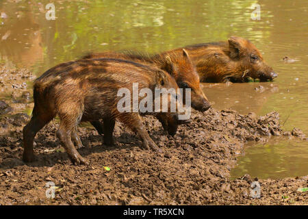 wild boar, pig, wild boar (Sus scrofa), shoats rooting in mud, Germany Stock Photo