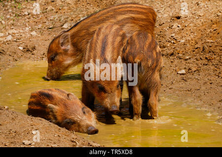 wild boar, pig, wild boar (Sus scrofa), shoats rooting in mud, Germany Stock Photo