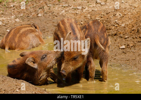 wild boar, pig, wild boar (Sus scrofa), shoats rooting in mud, Germany Stock Photo