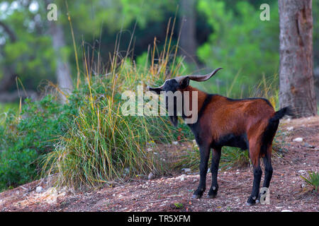 Balearian wild goat (Capra hircus, Capra aegagrus f. hircus), feral billy goat on Mallorca, side view, Spain, Balearen, Majorca, Serra de Tramuntana Stock Photo