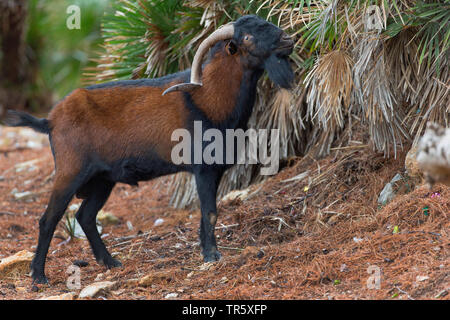 Balearian wild goat (Capra hircus, Capra aegagrus f. hircus), feral billy goat on Mallorca, side view, Spain, Balearen, Majorca, Serra de Tramuntana Stock Photo