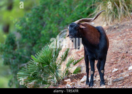 Balearian wild goat (Capra hircus, Capra aegagrus f. hircus), feral billy goat on Mallorca, front view, Spain, Balearen, Majorca, Serra de Tramuntana Stock Photo