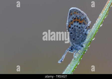 Idas Blue, Northern Blue (Plebejus idas, Plebeius idas), male at a spear with dewdrops, side view, Germany Stock Photo