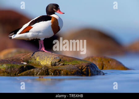 common shelduck (Tadorna tadorna), female standing on a stone in the water, side view, Sweden Stock Photo