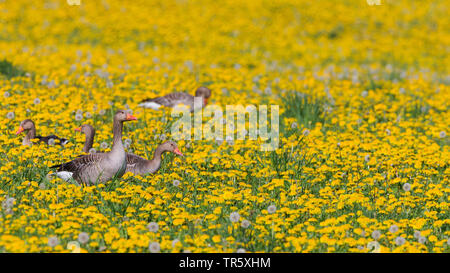greylag goose (Anser anser), greylag geese in a blooming dandelion meadow, side view, Germany, Bavaria Stock Photo