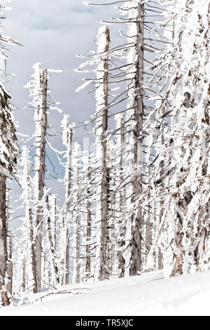 Norway spruce (Picea abies), dead trees at the Grosser Rachel in winter, Germany, Bavaria, Bavarian Forest National Park Stock Photo