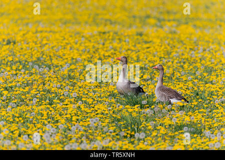 greylag goose (Anser anser), two greylag geese in a blooming dandelion meadow, side view, Germany, Bavaria Stock Photo