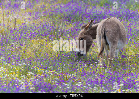 Domestic donkey (Equus asinus asinus), standing in a blooming flower meadow, Italy, Sardegna, Alghero Stock Photo