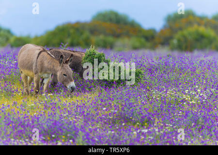 Domestic donkey (Equus asinus asinus), standing in a blooming flower meadow, Italy, Sardegna, Alghero Stock Photo